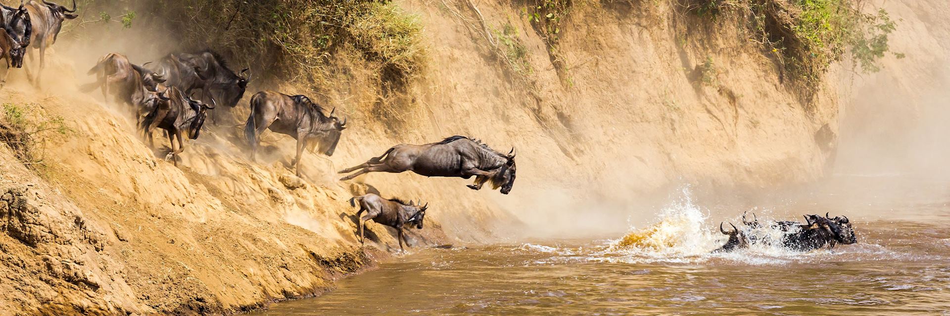 Wildebeest, Mara River