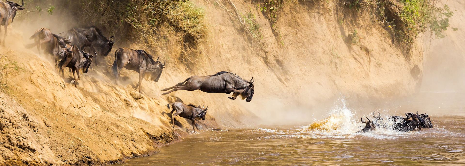 Wildebeest, Mara River