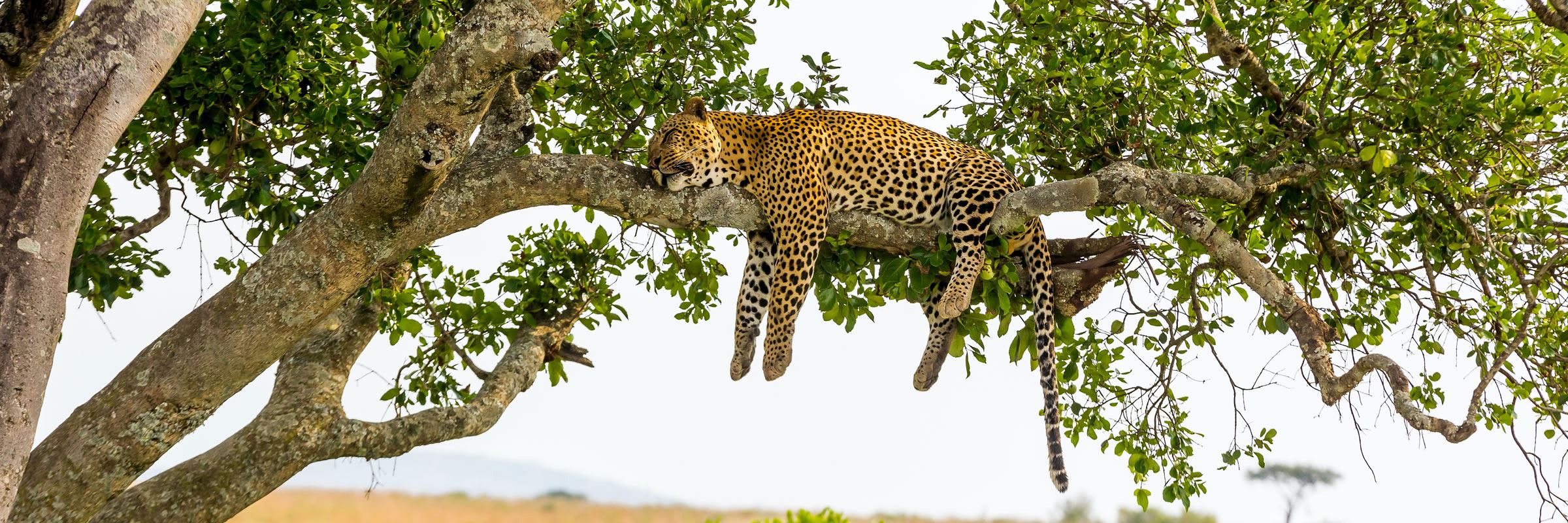Leopard in a tree, Kenya