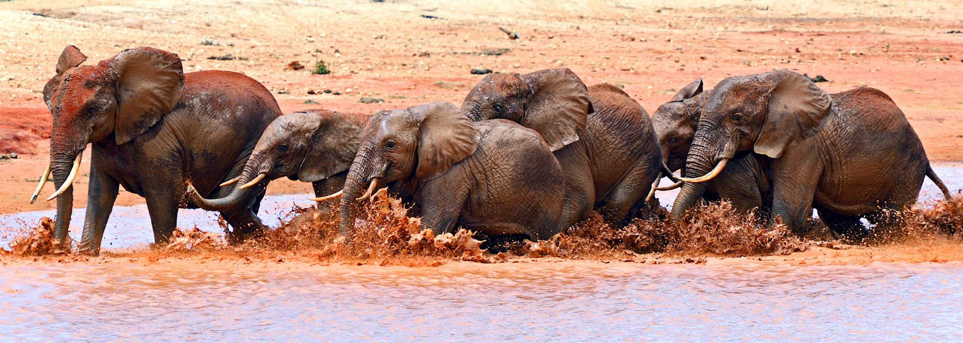 Elephant, Tsavo National Park