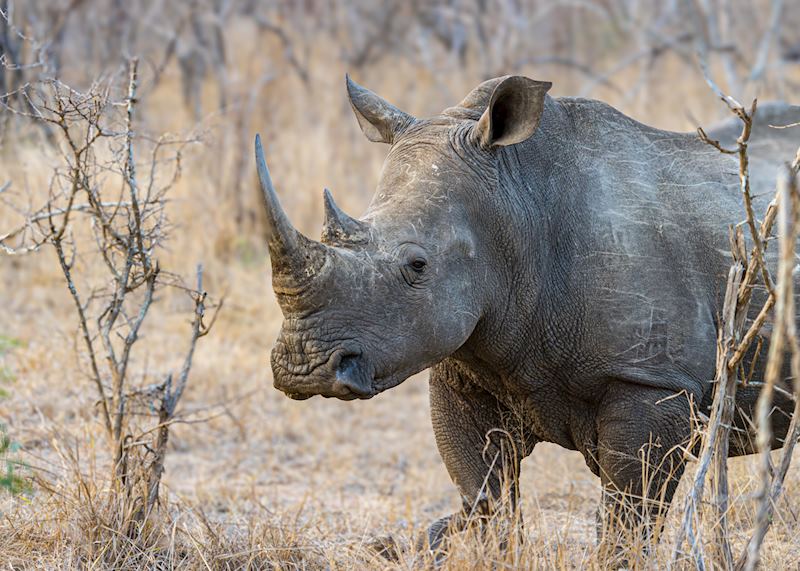 Black rhino, Lake Nakuru