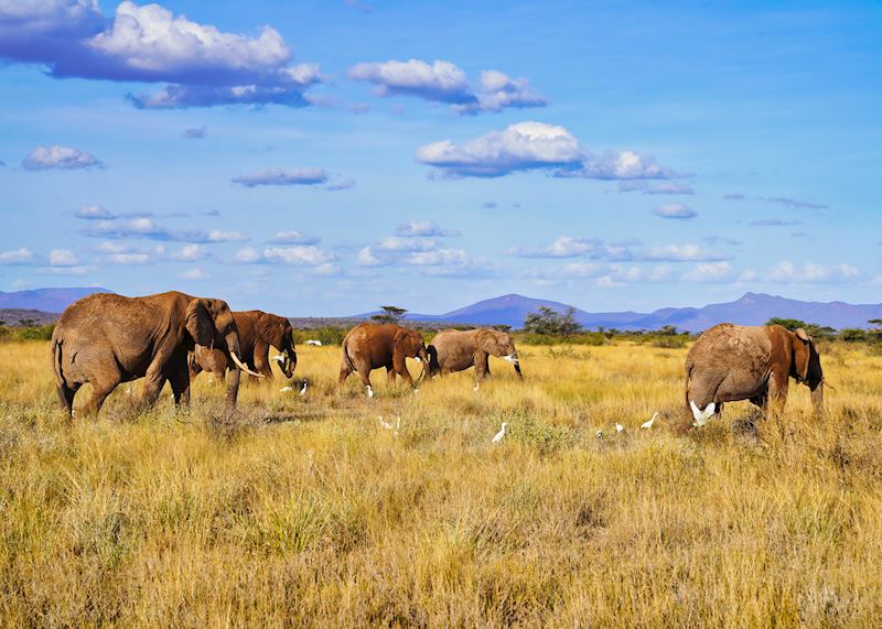 Elephants, Samburu National Reserve