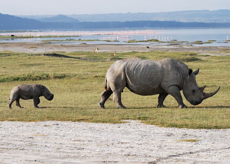Rhino and her calf, Lake Nakuru