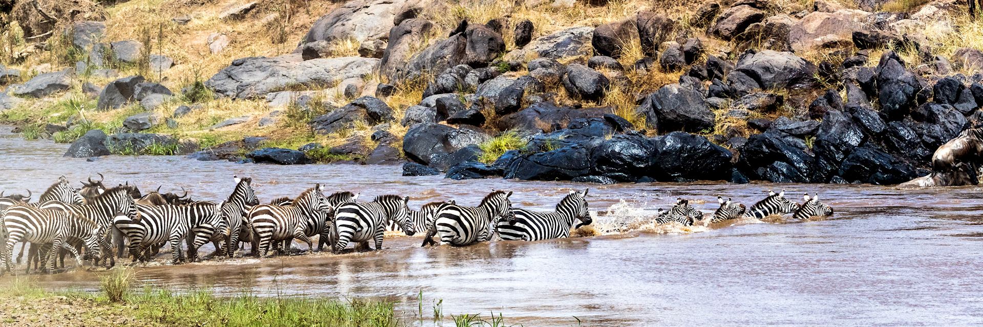 Zebra crossing the Mara River