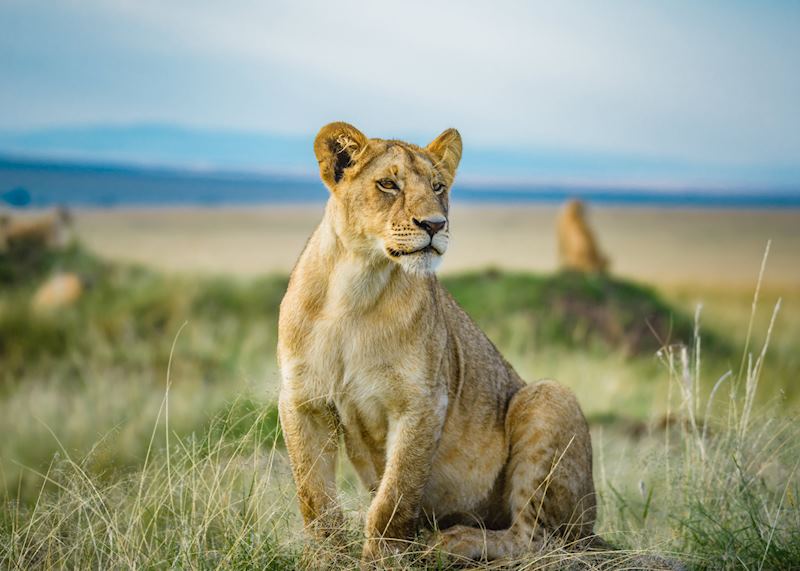 Lioness, Masai Mara