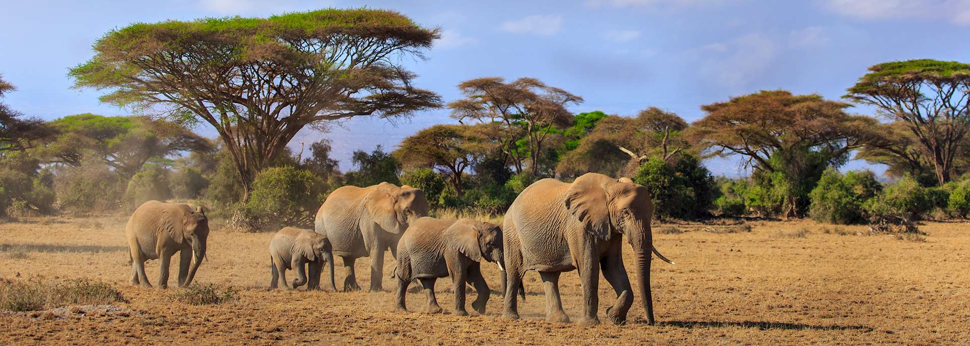 Elephant in Amboseli National Park