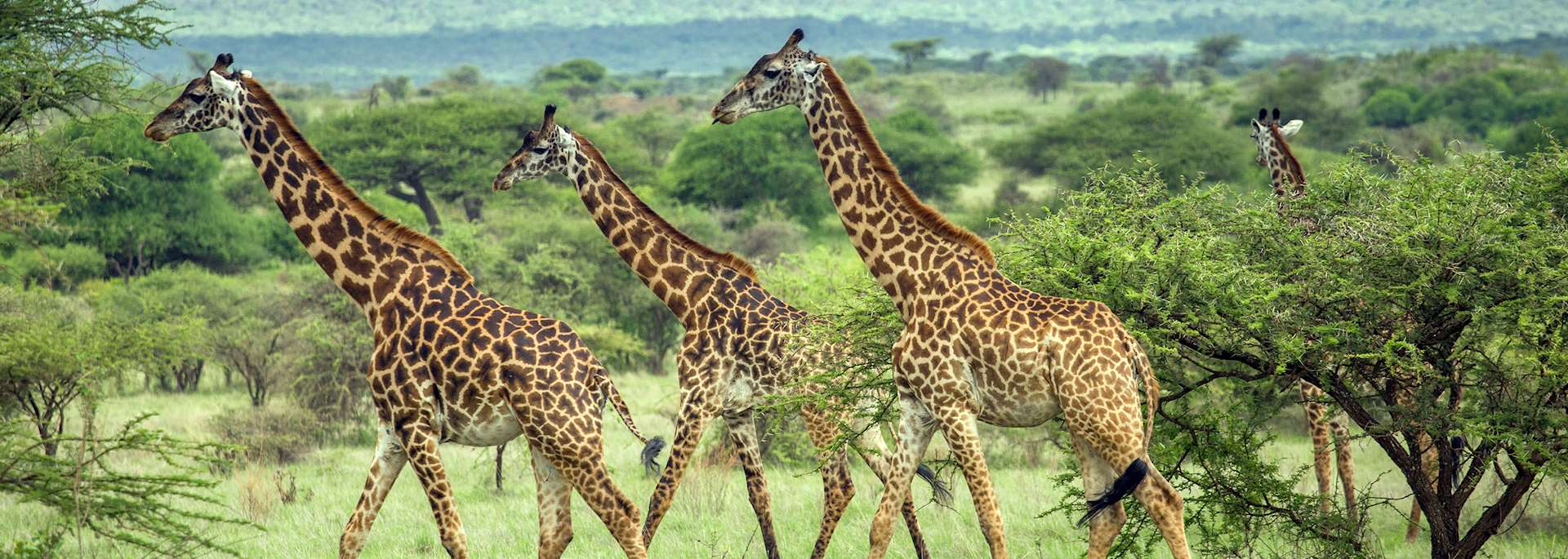 Tsavo West National Park, Kenya