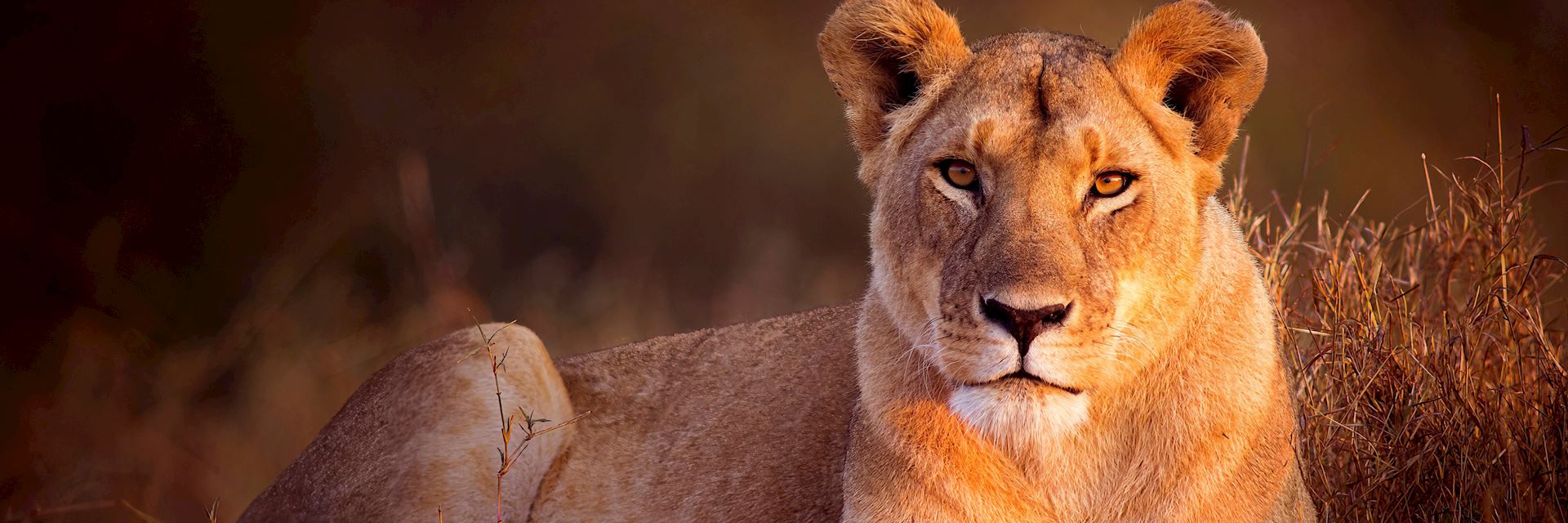 Lion, Masai Mara National Reserve, Kenya