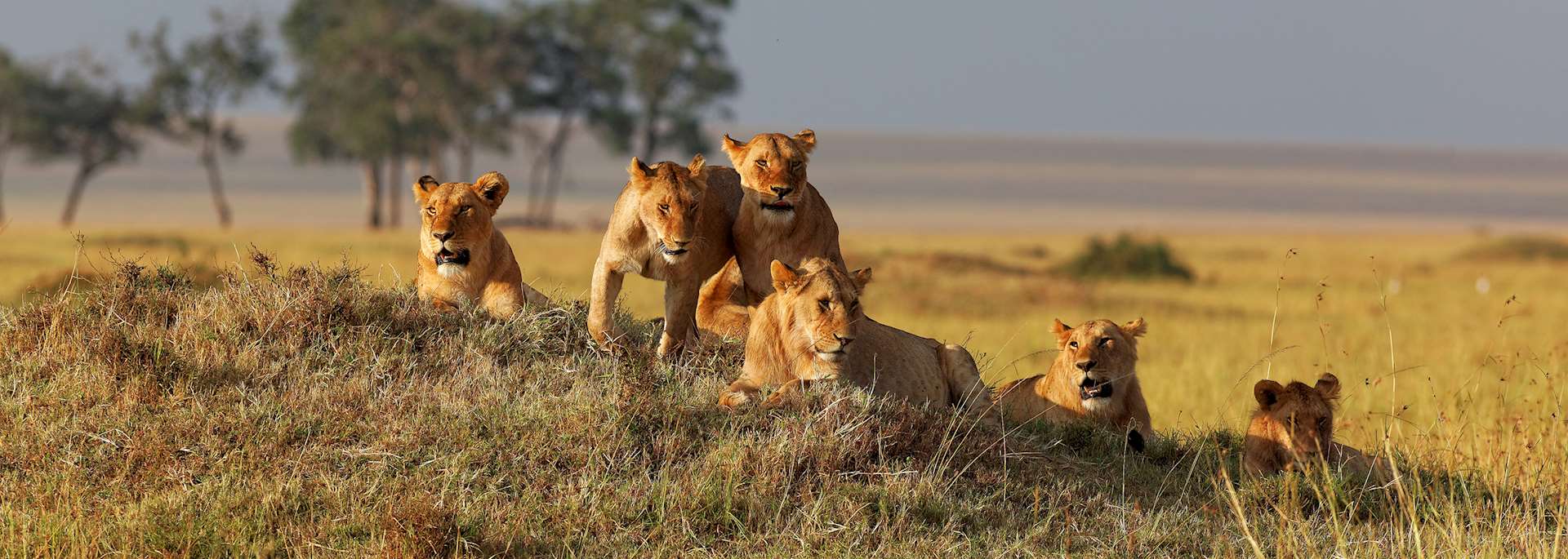 Lion in the Masai Mara National Reserve