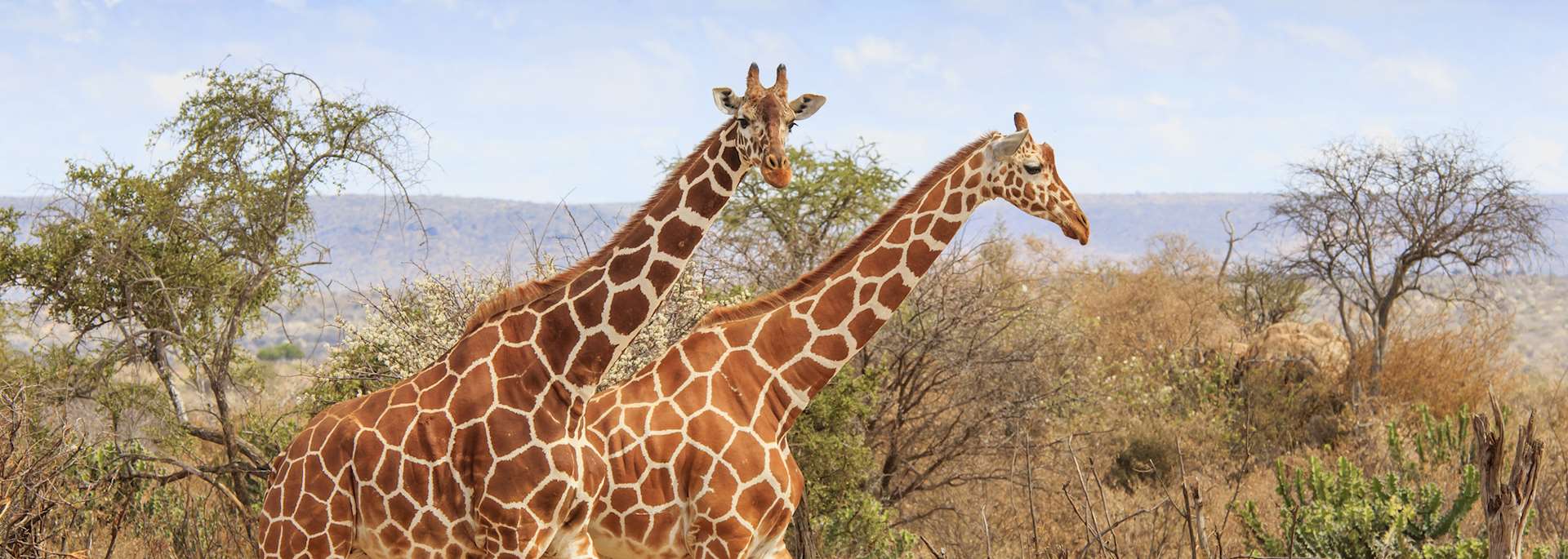 Giraffe in the Masai Mara