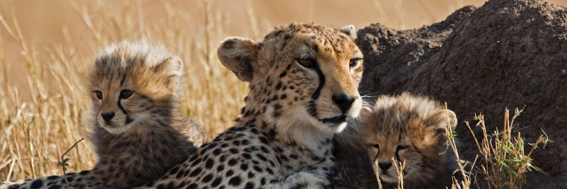 Cheetah in the Masai Mara National Park