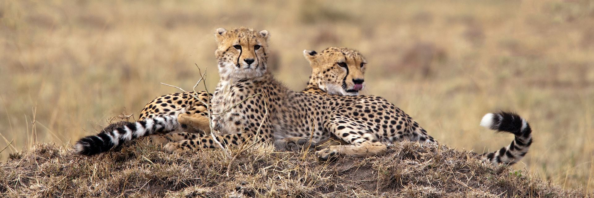 Cheetah in the Masai Mara National Reserve