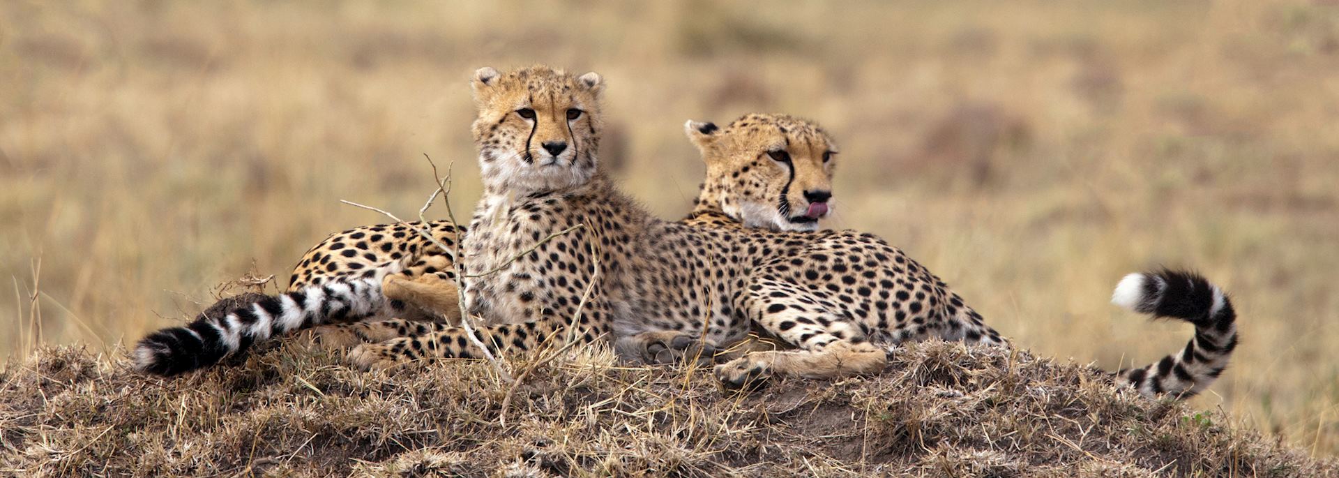 Cheetah in the Masai Mara National Reserve