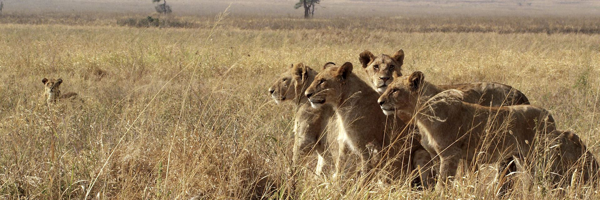 Lions in the Masai Mara