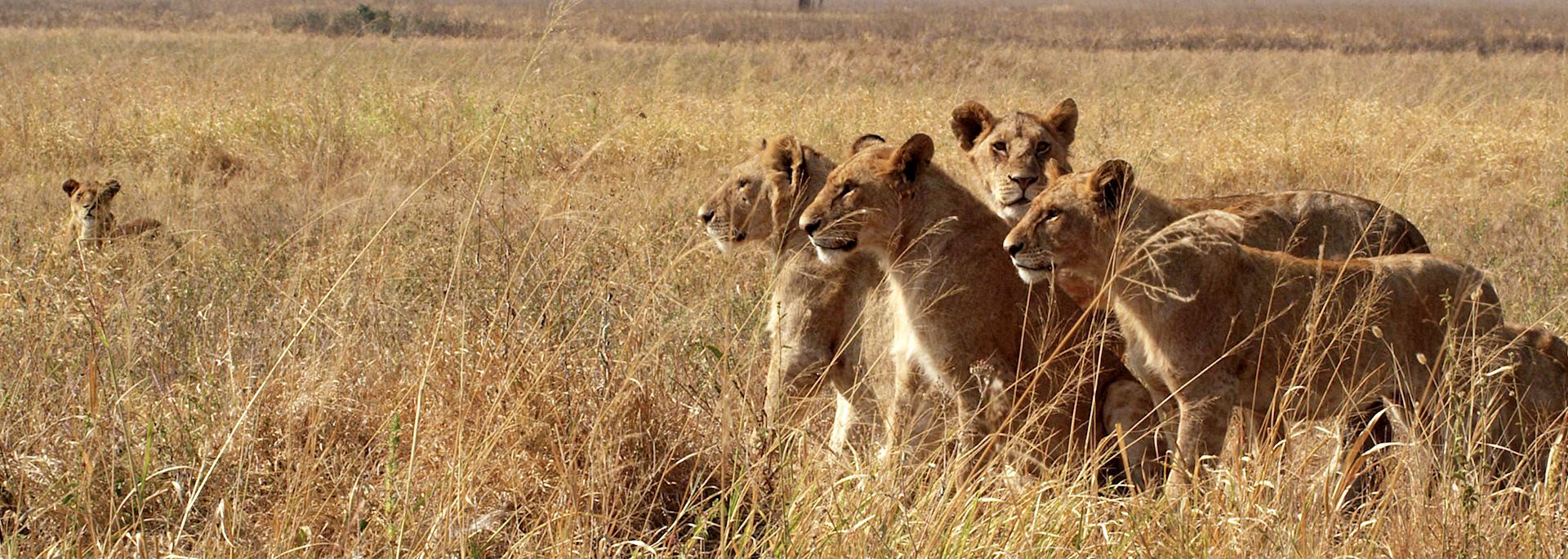 Lion in the Masai Mara