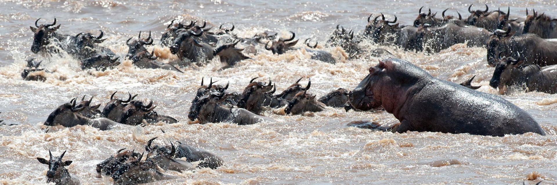 Wildebeest, Mara River