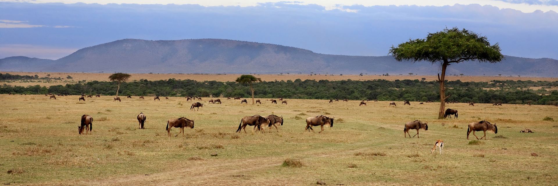 Wildebeest herd, Masai Mara