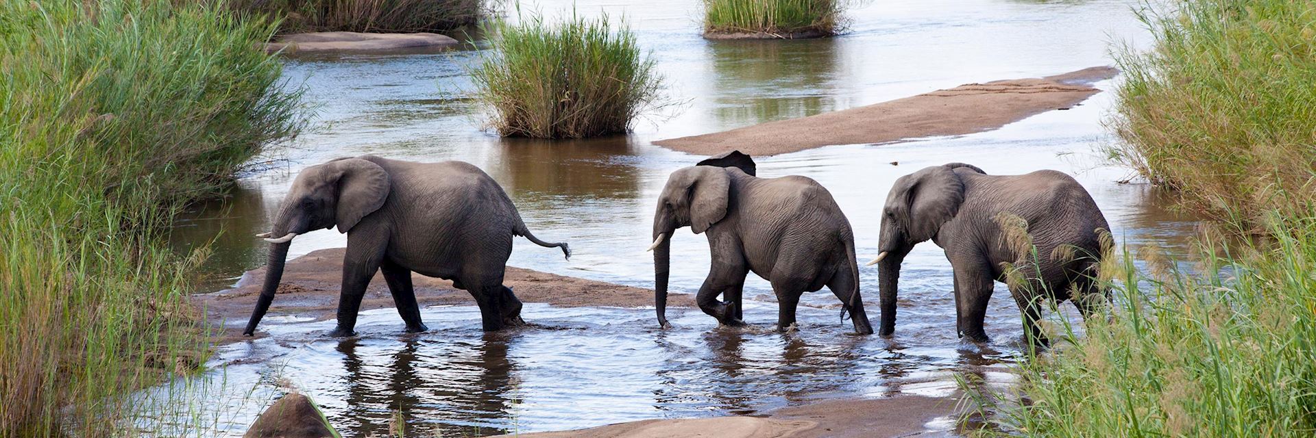 Elephants crossing a river, Kenya