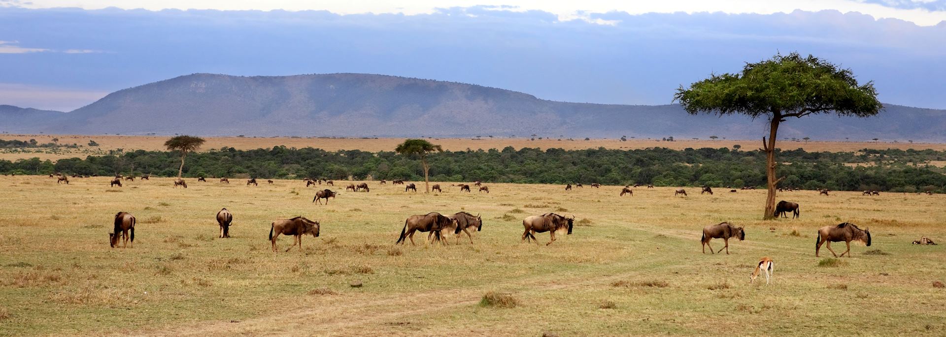 Wildebeest herd, Masai Mara