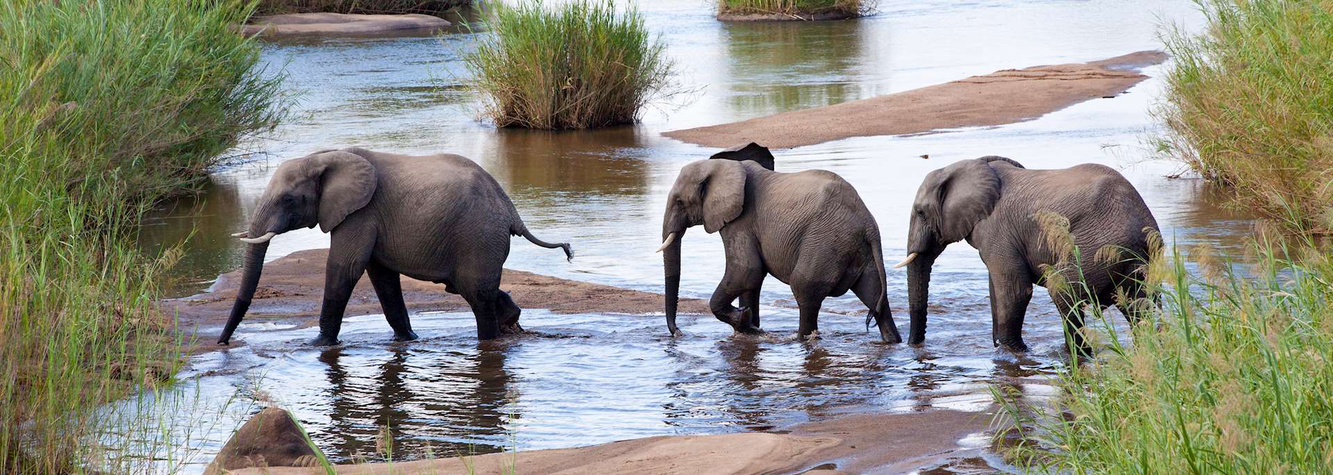 Elephant crossing a river, Kenya