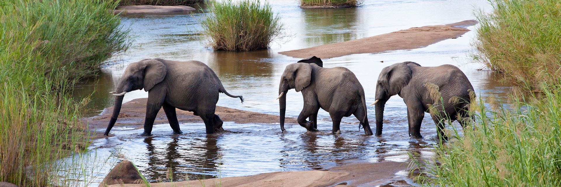 Elephant crossing a river, Kenya