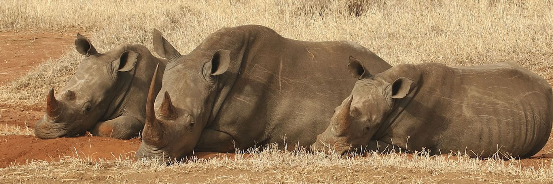 Rhino, Lewa Conservancy