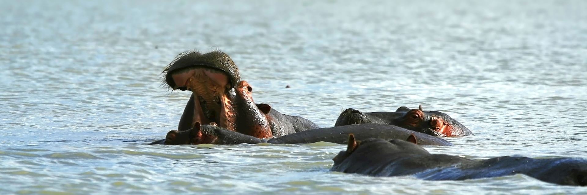 Hippo, Lake Naivasha