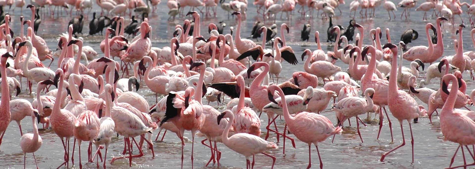 Flamingos, Lake Nakuru