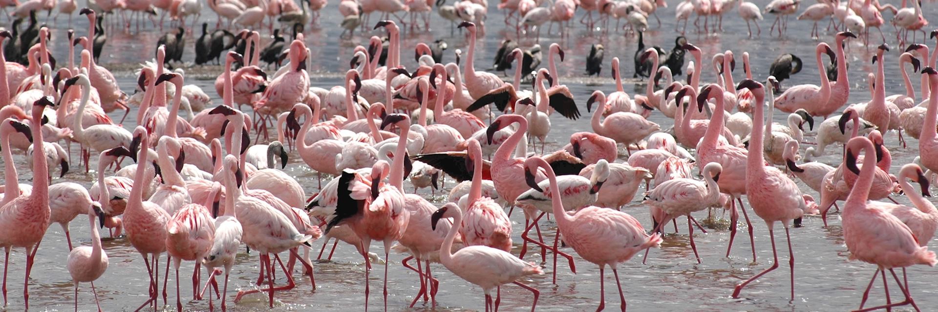 Flamingos, Lake Nakuru