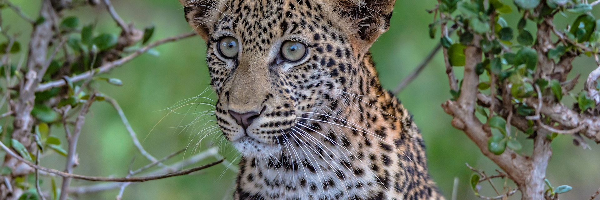 Young leopard in Tsavo East National Park