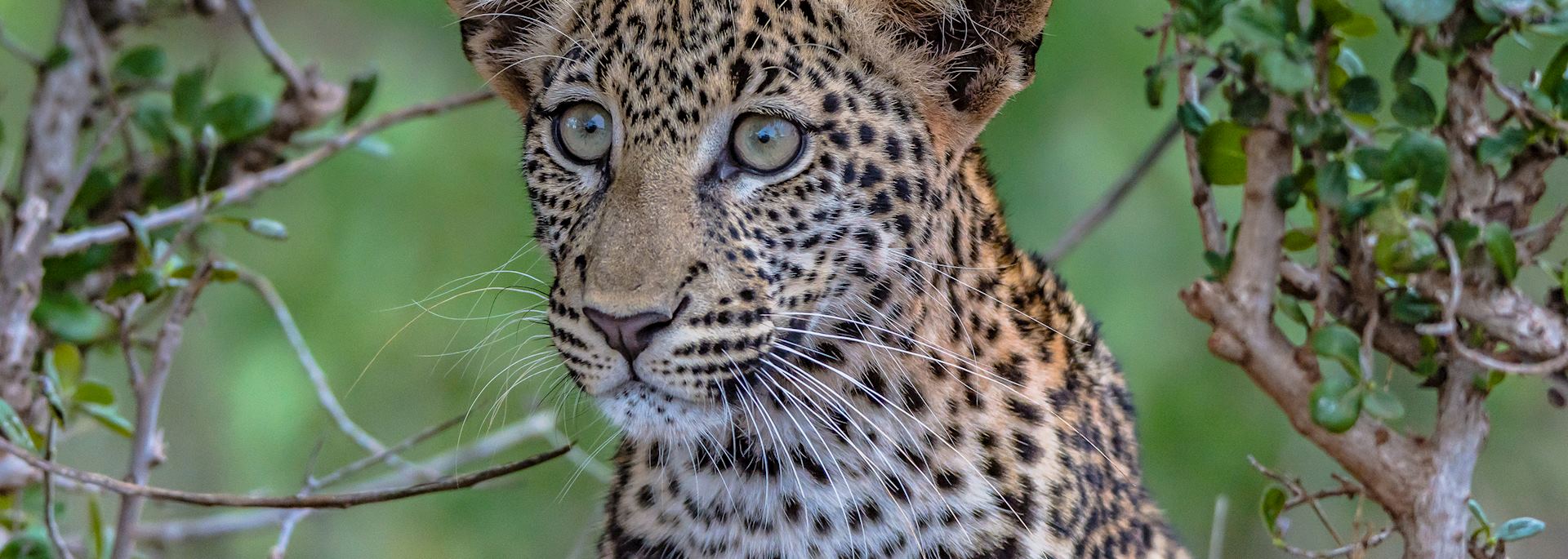 Young leopard in Tsavo East National Park