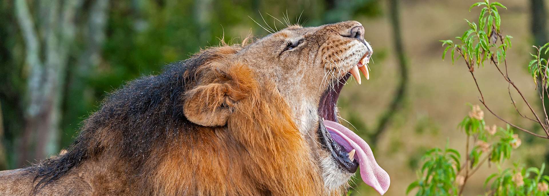 Lion in Ol Pejeta Conservancy