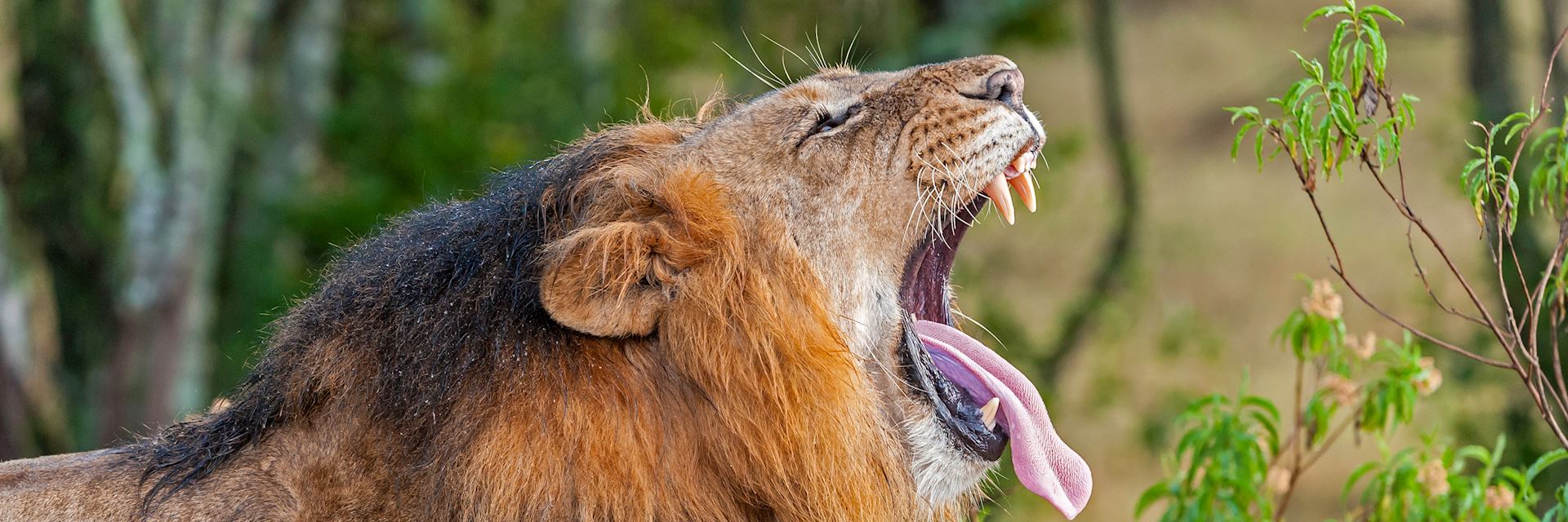 Lion in Ol Pejeta Conservancy