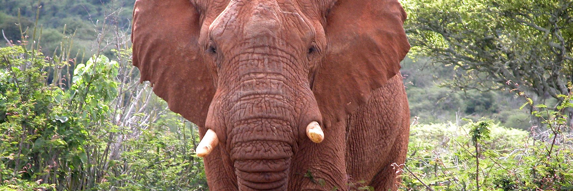 Elephant in Loisaba Wilderness Conservancy