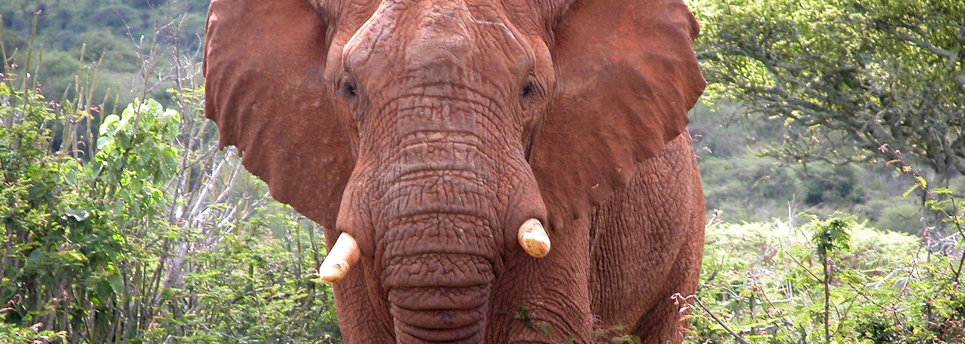 Elephant in Loisaba Wilderness Conservancy