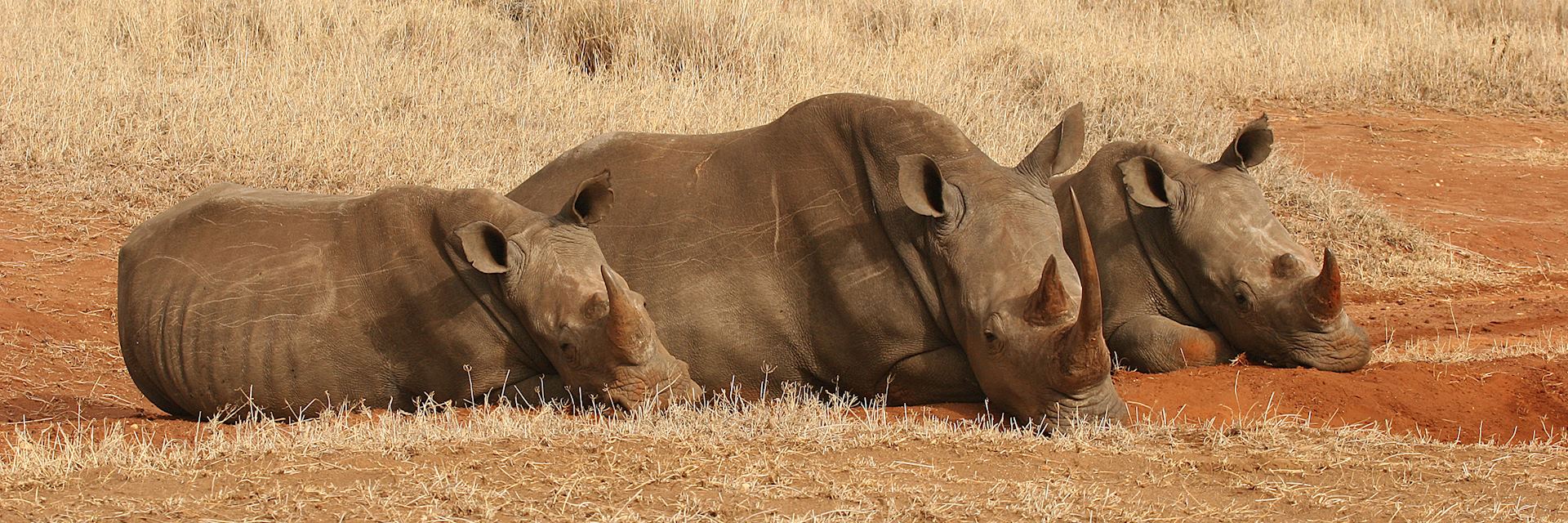 Rhino, Lewa Wilderness Conservancy