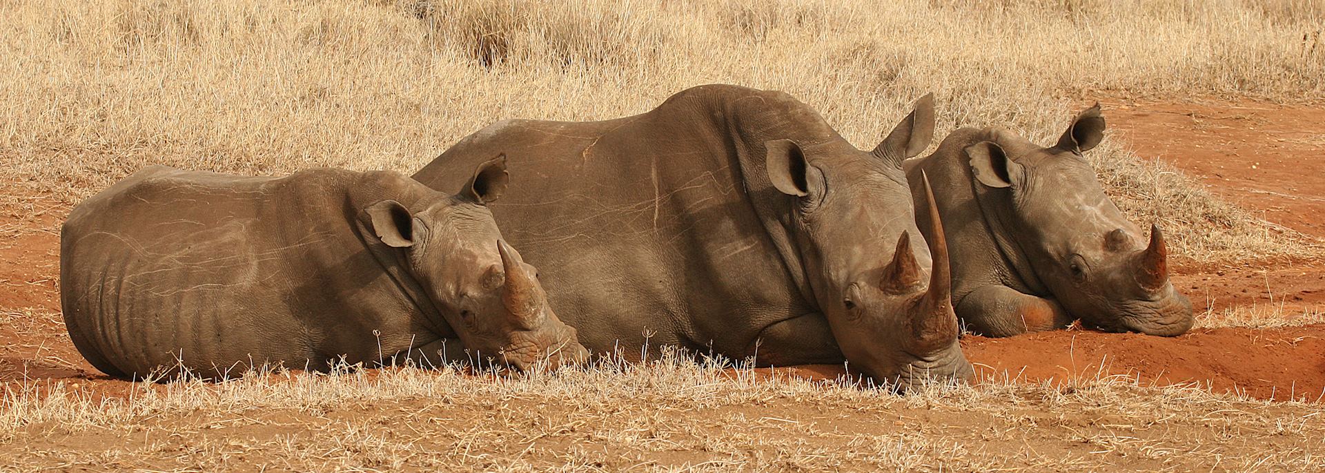 Rhino, Lewa Wilderness Conservancy