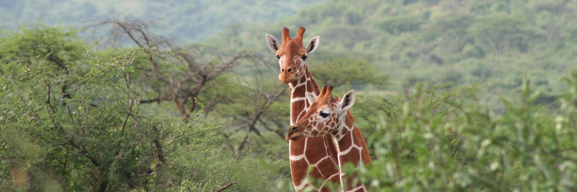 Giraffe at Il Ngwesi Group Ranch
