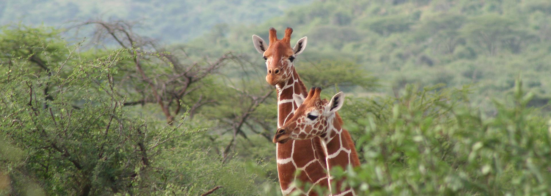 Giraffe at Il Ngwesi Group Ranch