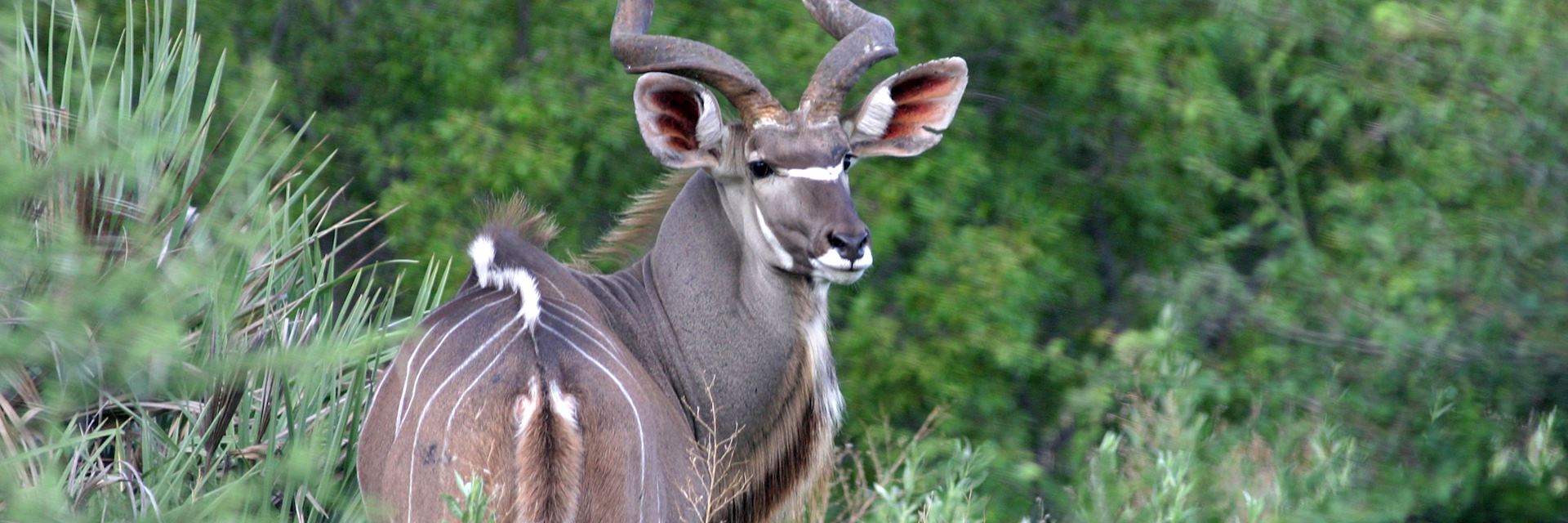 Greater kudu, Ol Lentille Conservancy