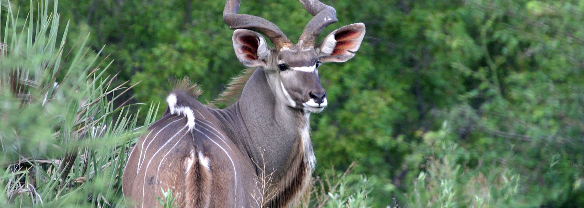 Greater kudu, Ol Lentille Conservancy