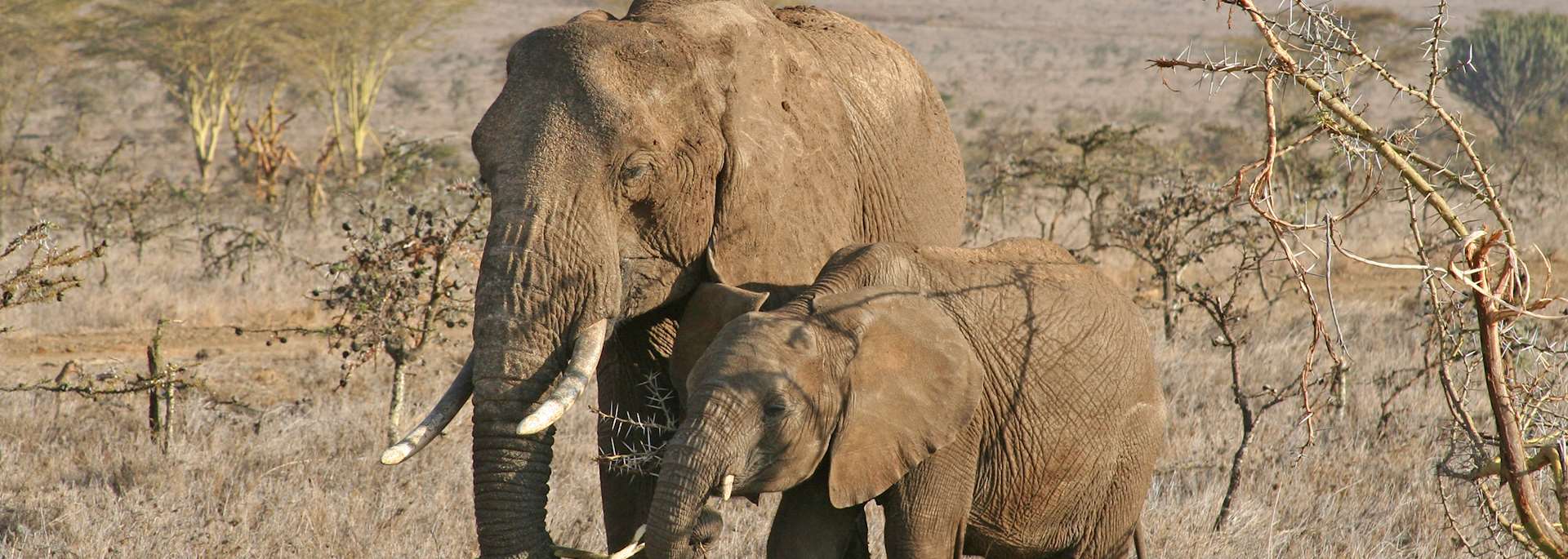 Elephants on Borana Ranch