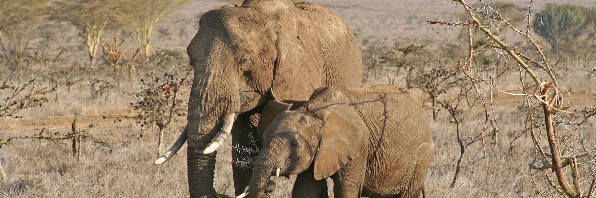 Elephants on Borana Ranch