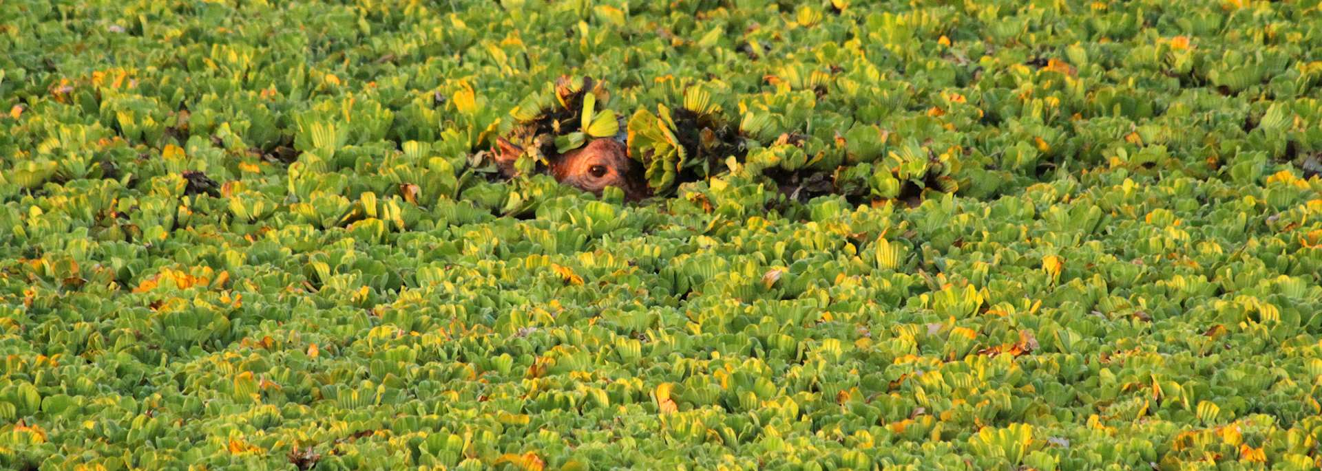 Tana Delta, Kenya