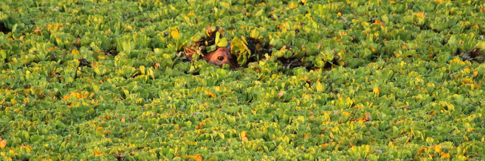 Tana Delta, Kenya