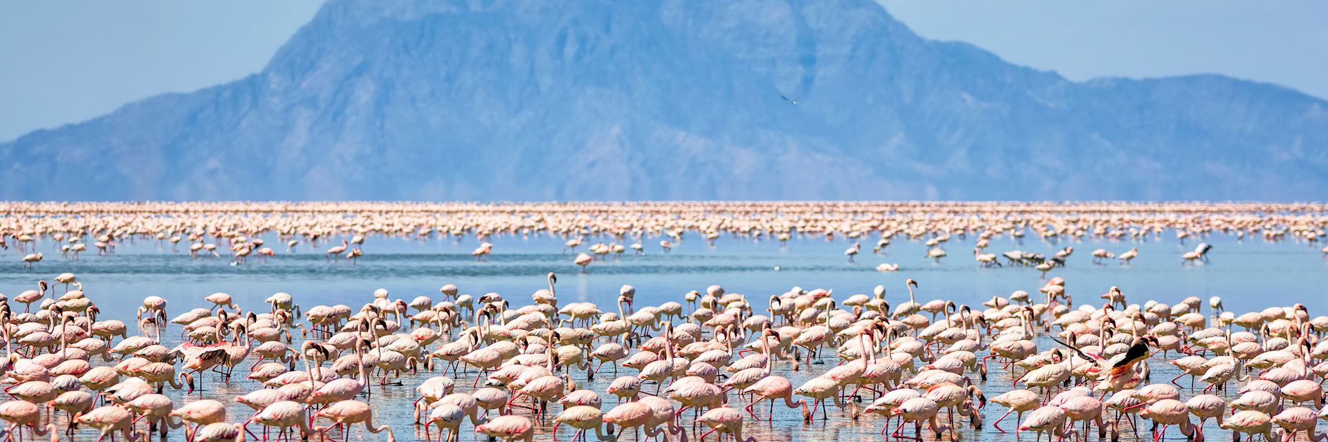 Flamingos near Mount Shompole