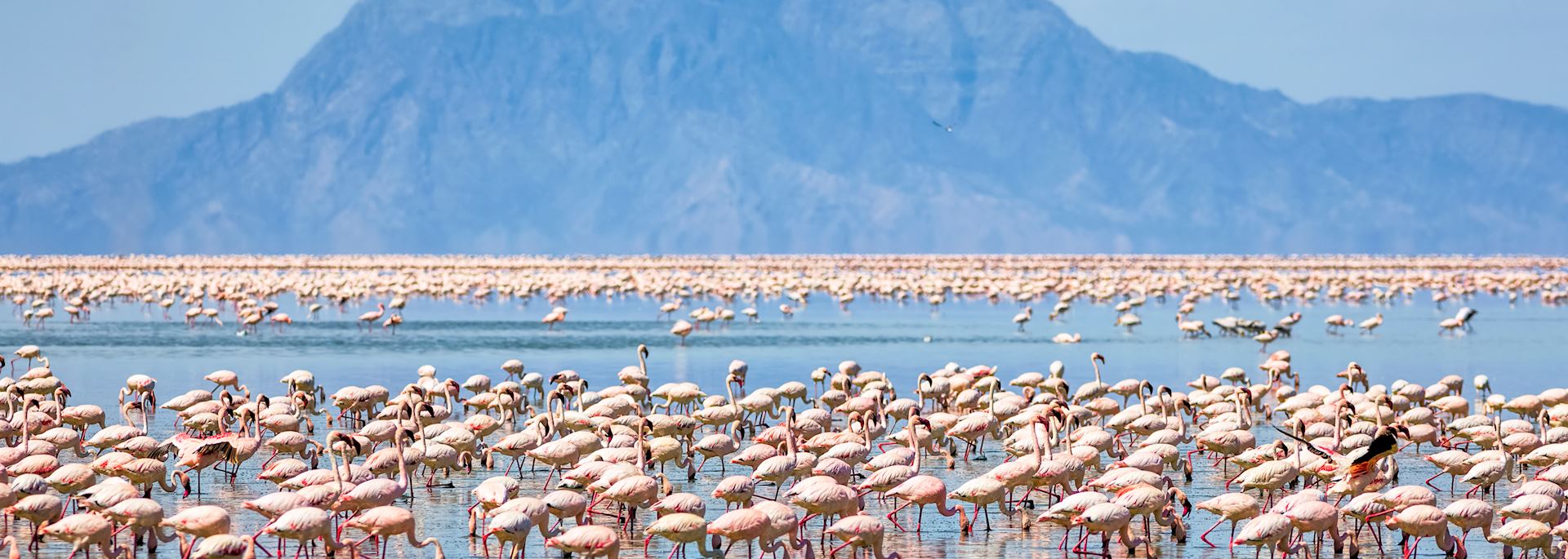 Flamingos near Mount Shompole