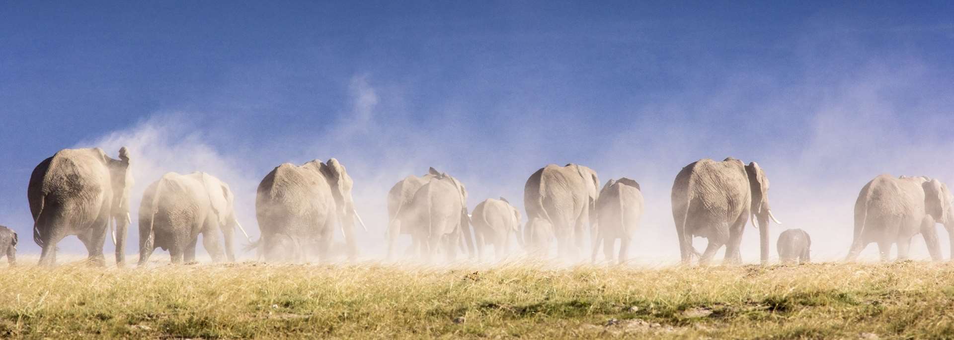 Elephants in Amboseli National Park