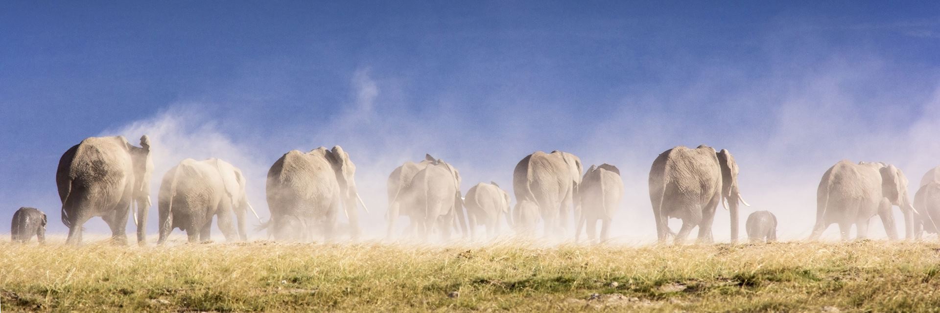 Elephants in Amboseli National Park