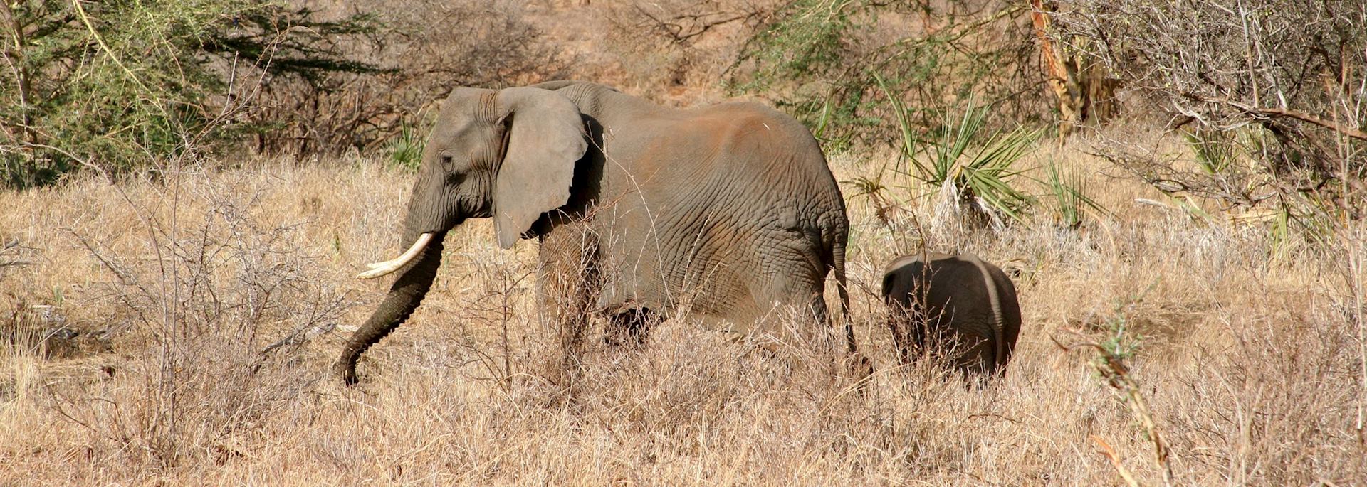 Elephant in the Meru National Park, Kenya